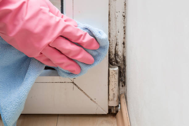 Mold Remediation for Vacation Homes in Aptos Hills Larkin Valley, CA